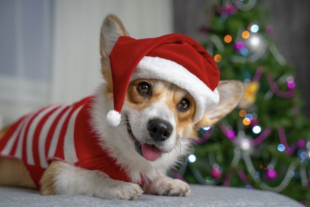 corgichristmas