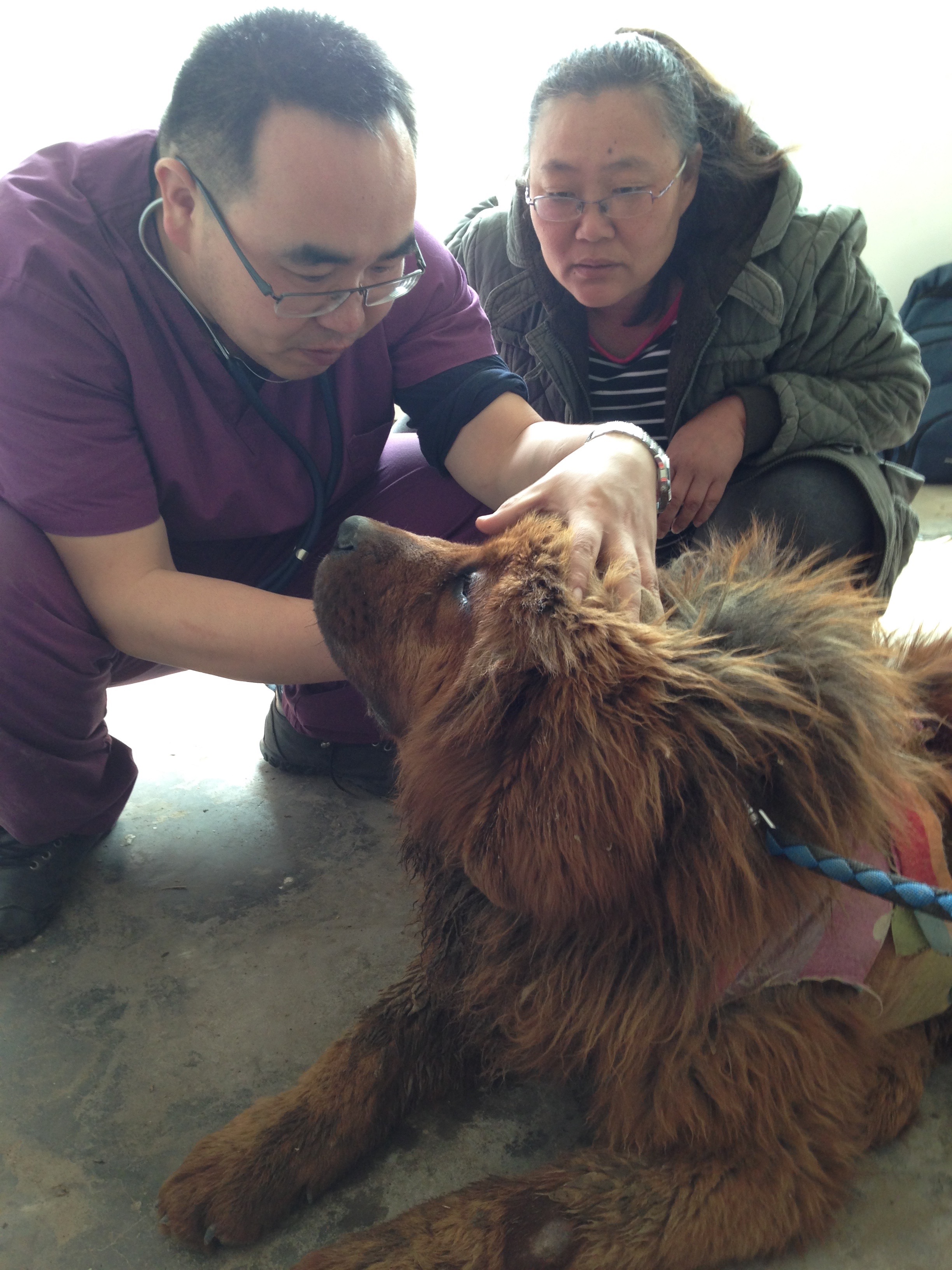 dr. wang  mastiff shelter