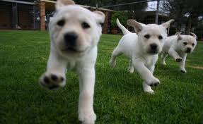 puppies running